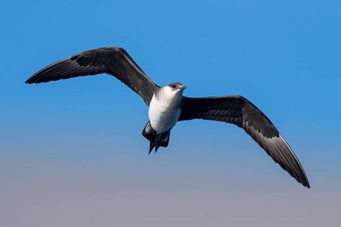 Parasitic Jaeger (Stercorarius parasiticus) flying, Eilat, Israel