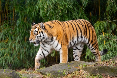 Siberian tiger (Panthera tigris tigris) walking in a forest, captive, incidence in Russia and