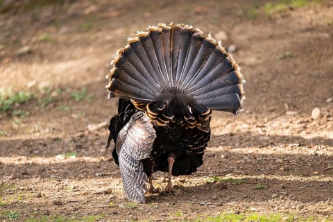 Wild turkey (Meleagris gallopavo) male spreading its feathers while standing on a meadow, Bavaria,