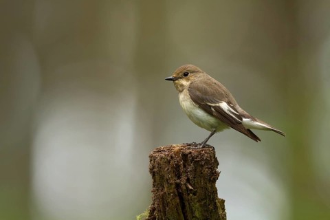 European Pied Flycatcher (Ficedula hypoleuca) female, Utrecht, Netherlands