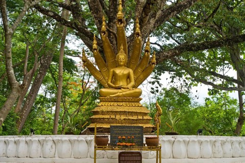 Buddha statue with seven nagas, Naga Buddha statue, frangipani trees (Plumeria rubra), the national