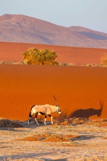 Oryx gazella, oryx antelope walking in front of the red sand dunes of the Namib Desert, Sossusvlei