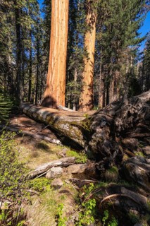 Redwood forest scene with towering ancient sequoia trees, a large fallen log covered in moss, and