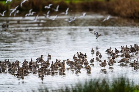Eurasian Curlew, Numenius arquata, birds on marshes