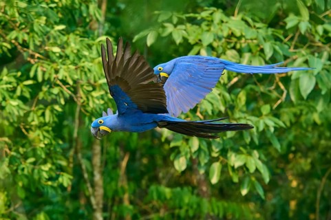 Two flying hyacinth macaws move in unison through a forest, hyacinth macaw (Anodorhynchus