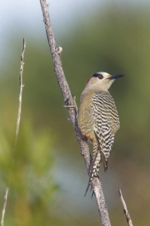 West Indian Woodpecker (Melanerpes superciliaris) perched on a branch in Cuba