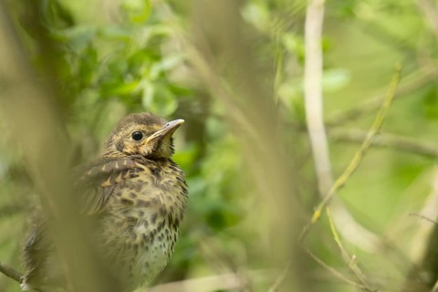 Song thrush (Turdus philomelos) juvenile baby bird in a hedgerow, Suffolk, England, United Kingdom
