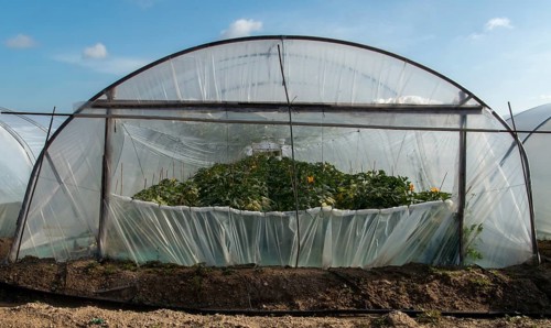 Granelli, Italy, cultivated landscape, vegetable growing, greenhouse, industrial agriculture,