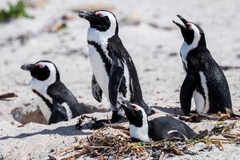 Spectacled penguins (Spheniscus demersus) breeding with nest, Boulder Beach, Western Cape, Simon's