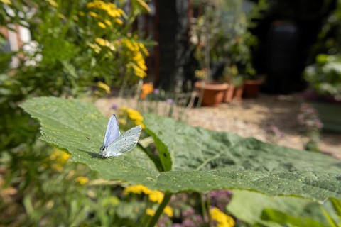 Holly blue butterfly (Celastrina argiolus) adult insect resting on a garden Hollyhock leaf in