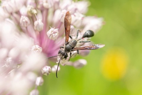 Mexican isodont (Isodontia mexicana) looking for pollen on a pink flower Bas rhin, Alsace, grand