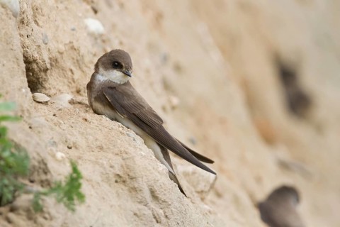 Common Sand Martin - Uferschwalbe - Riparia riparia ssp. riparia, Germany, adult