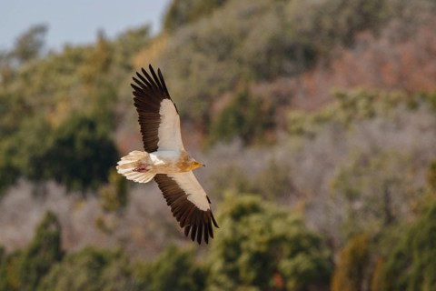 Egyptian Vulture (Neophron percnopterus) flying, Spain