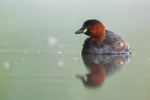Little Grebe (Tachybaptus ruficollis), Hesse, Germany