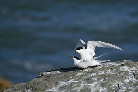 White-fronted Tern (Sterna striata) pair mating, South Island, New Zealand