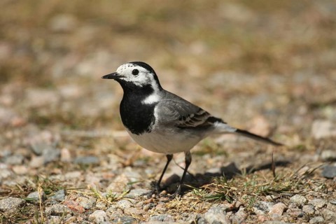 White wagtail (Motacilla alba) Allgäu, Bavaria, Germany, Allgäu, Bavaria, Germany