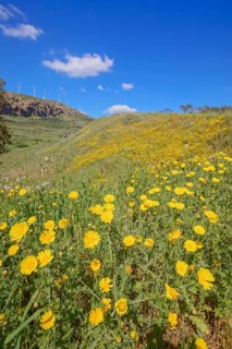 Wild flowers blooming and in the background wind turbines, Realmonte, Agrigento, Sicily, Italy
