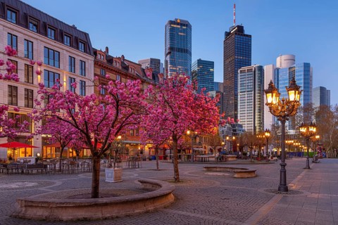The ornamental cherries on Opernplatz in Frankfurt am Main, near the Alte Oper, are in full bloom