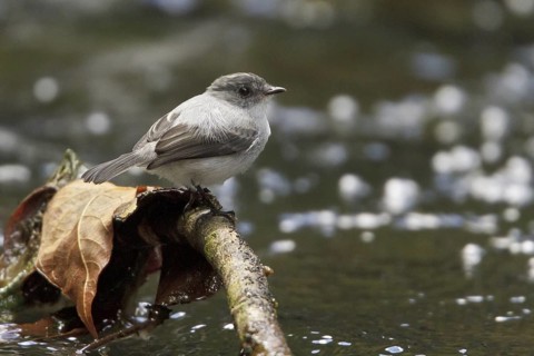 Torrent Tyrannulet (Serpophaga cinerea), Costa Rica