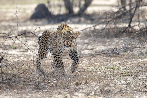 Leopard (Panthera pardus) aggressive adult showing teeth, hissing and threatening, Sabi Sands,