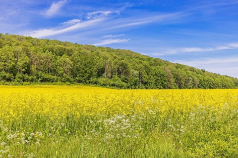 Flowering rapeseed field by a wooded hill a sunny summer day in the countryside
