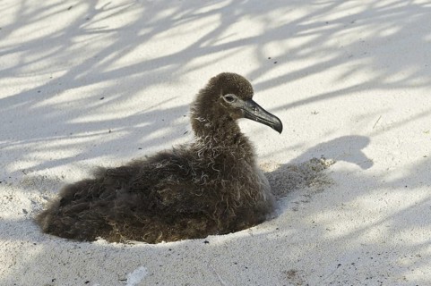 Black-footed Albatross (Phoebastria nigripes), Hawaii, USA