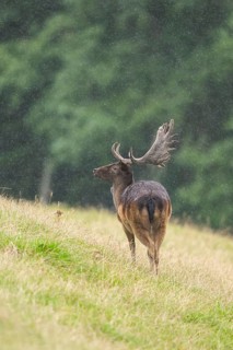 European fallow deer (Dama dama) stag on a meadow, tirol, Kitzbühel, Wildpark Aurach, Austria