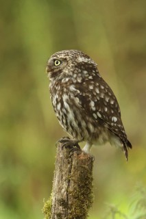 Little Owl (Athene noctua), Utrecht, Netherlands