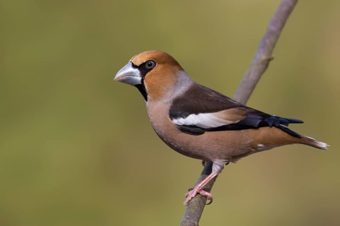 Hawfinch - Kernbeisser - Coccothraustes coccothraustes, Germany