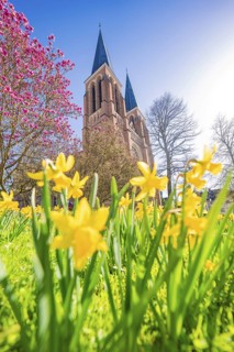 Church towers in spring surrounded by yellow daffodils and pink blooming trees, Sacred Heart
