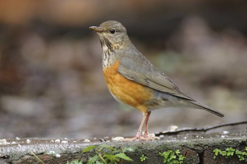 Grey-backed Thrush (Turdus hortulorum), Poyang Lake, China