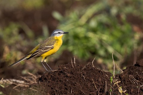 Sykes Wagtail - Schafstelze - Motacilla flava ssp. beema, Russia, adult male