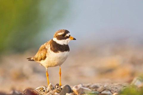 Common Ringed Plover (Charadrius hiaticula), Schleswig-Holstein, Germany