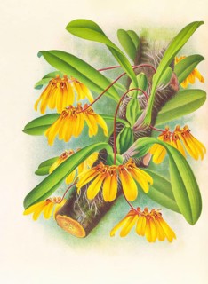 Orchid, Cirrhopetalum mastersianum, authentic reproduction of an illustration by Jean Jules Linden