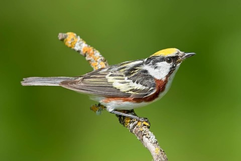 Chestnut-sided Warbler Dendroica pensylvanica Tamarack, Aitkin County, Minnesota, USA 28 June Adult