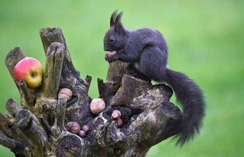 Squirrel, (Sciurus) eating nuts in the garden, Schleswig-Holstein, Germany