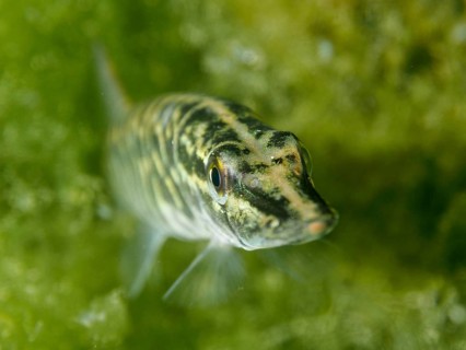 Pike (Esox lucius) with striped pattern in front of green algae, dive site Zollbrücke, Rheinau,