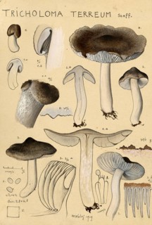 Mushroom, fungus, grey knight, Tricholoma terreum, authentic reproduction of an illustration by