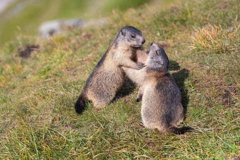 Two young Alpine Marmots, Marmota marmota, play fighting in green grass