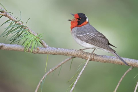 Red-faced Warbler (Cardellina rubrifrons) perched on a branch in southern Arizona, USA
