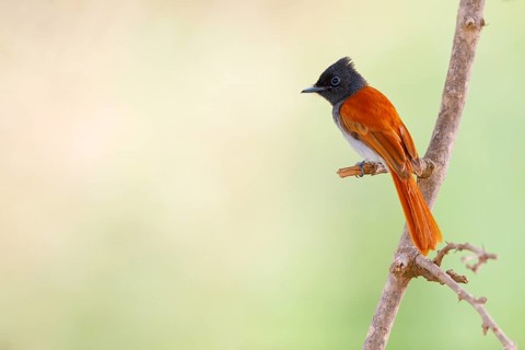 African Paradise Flycatcher, African Paradise-Flycatcher, African Paradise-flycatcher, (Terpsiphone