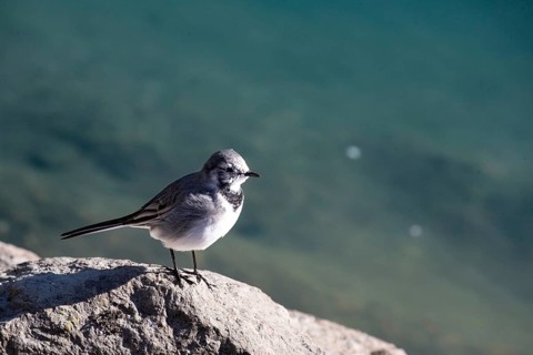 A bird perched on a rock with water in the background in bright sunshine, white wagtail (Motacilla
