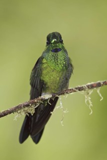 Green-crowned Brilliant (Heliodoxa jacula), Ecuador