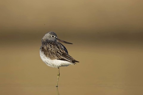 Common Greenshank (Tringa nebularia), North Rhine-Westphalia, Germany