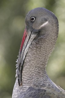 Hadada Ibis (Bostrychia hagedash), Arizona, USA