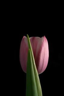 Close-up of delicate pink tulips set against a stark black background, highlighting their vibrant