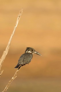 Reuzen Ijsvogel, Giant Kingfisher, Megaceryle maxima