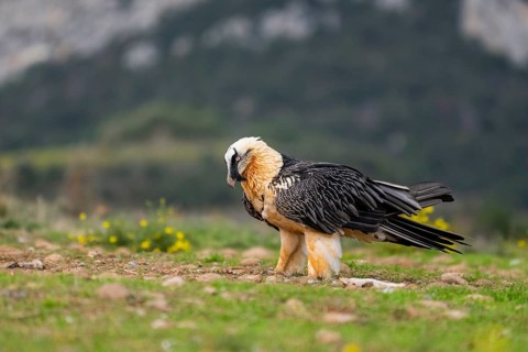 Bearded Vulture (Gypaetus barbatus) adult bird, Pyrenees, Lleida, Spain