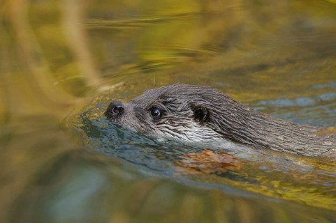 An otter swimming in the water with autumnal colours, European otter (Lutra lutra), Bavaria
