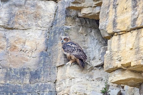 Eurasian Eagle-owl (Bubo bubo) young birds in the rock face Germany